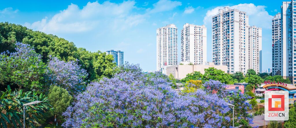高楼为衬 蓝花楹晕染出城市的浪漫 记者 宋姿熠 摄.jpg