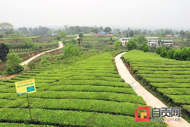 一洞橋村生態(tài)茶園.jpg