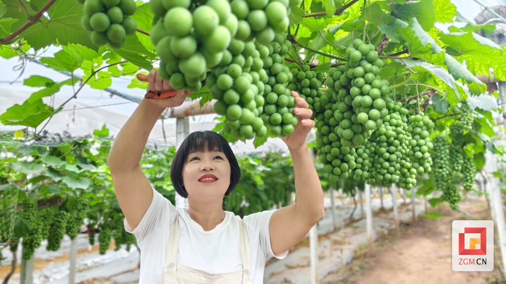 芶思 建设镇水果大户.jpg