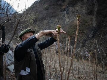 绿了大山，富了口袋——理县蒲溪乡破解高山坡地产业困局一线观察
