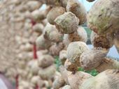 成佳大头菜丰收飘香