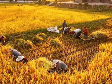 自贡125万亩水稻迎来丰收季 预计总产量达60万吨