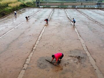 富顺县童寺镇：抢抓农时栽插忙 科技赋能促丰收