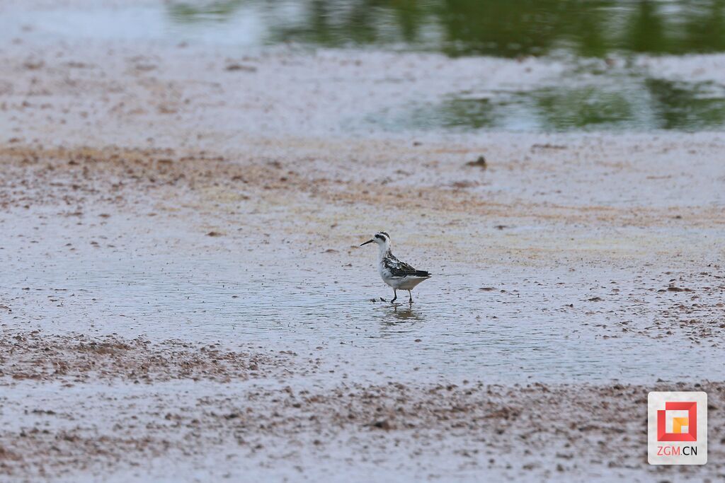 红颈瓣蹼鹬 拍摄：张承红.jpg