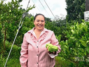 内自同城 | 佛手飘香产业旺 内江市市中区彻天寺村500余亩“抓钱手”促增收