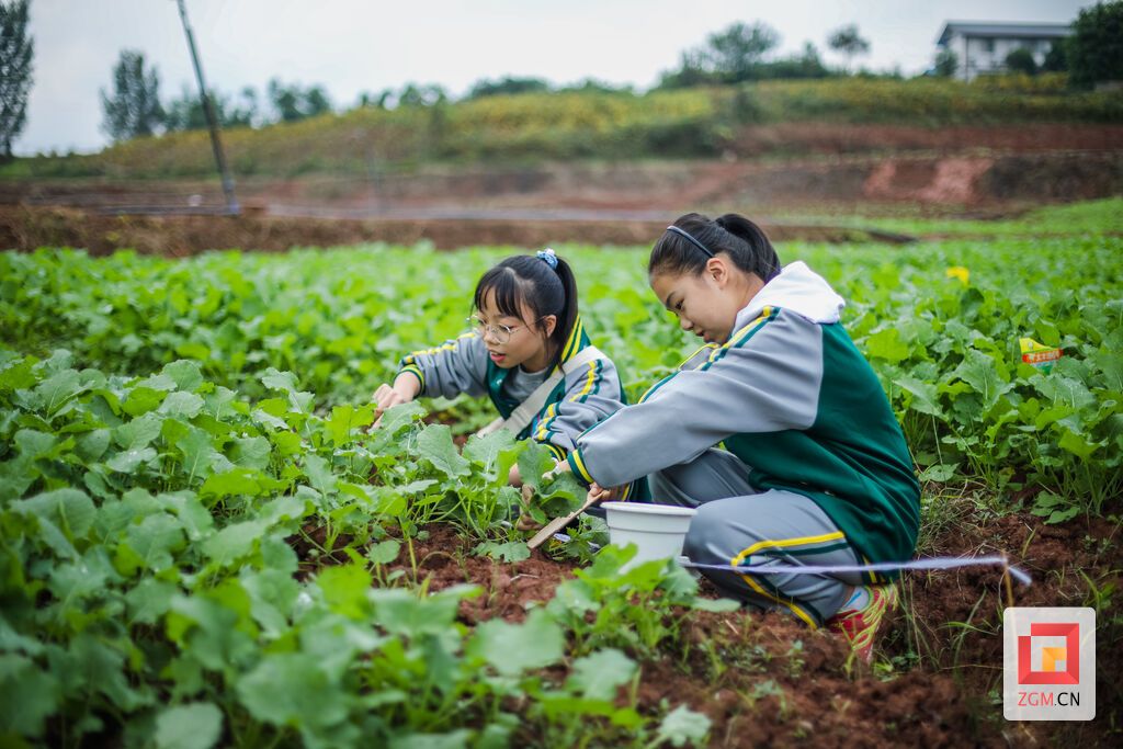 （栽種（資料圖片）宋姿熠攝.jpg