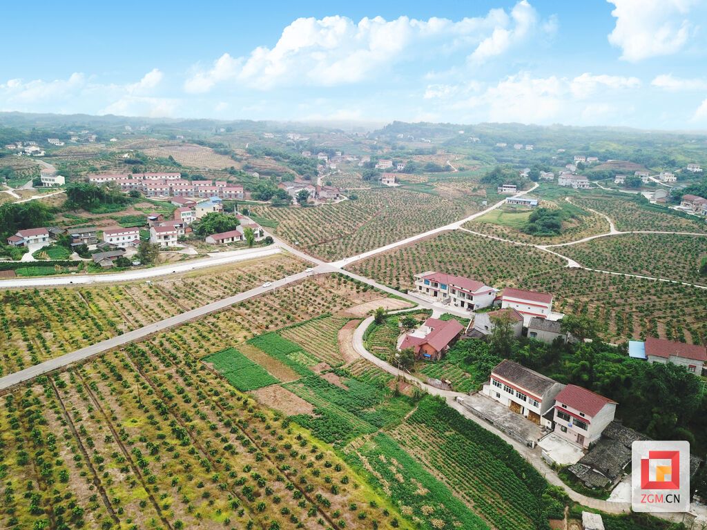 黄桷村柑橘产业2.jpg