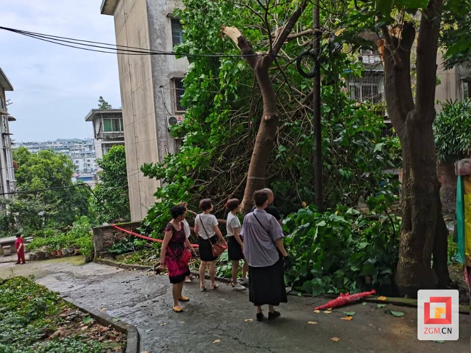 連心行動(dòng)，危樹整理。通過“連心卡片”解決了居民的煩心事