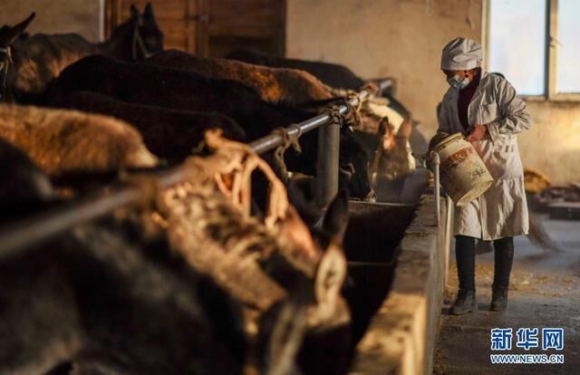 在新疆和田皮山县阔什塔格镇加依纳古特村，布威萨热·阿卜杜杰力在驴圈里忙碌（2月4日摄）。新华社记者 赵戈 摄