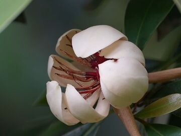 峨眉山“植物界的大熊貓”進(jìn)入盛花期！
