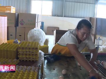 自贡新闻｜日均产蛋14吨 高山镇规模化智慧蛋鸡养殖基地扩产升级
