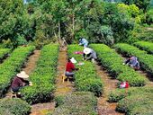 茶山千行绿 正是采茶时