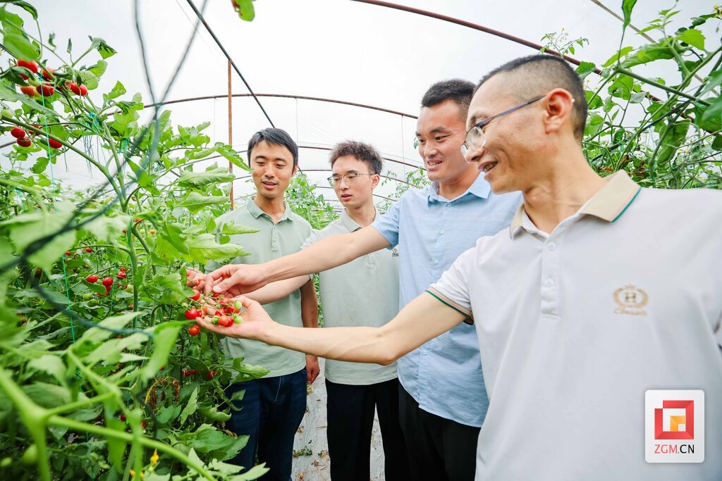 培育番茄产业在全村开花结果  宋姿熠 白可摄.jpg