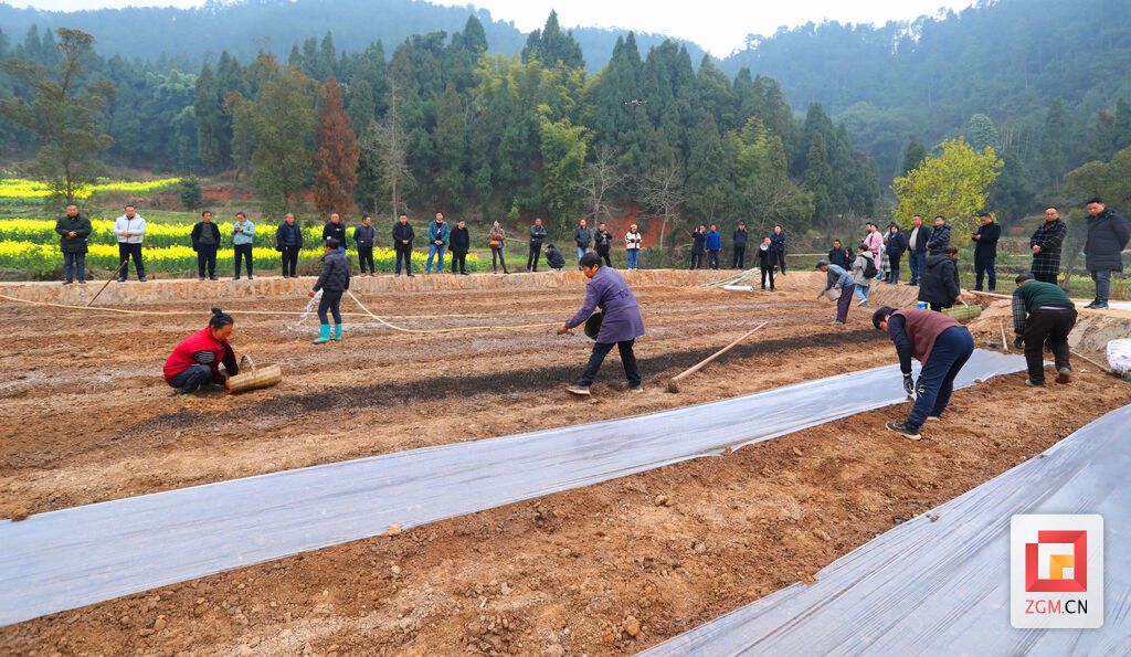3.5日福善鎮(zhèn)石平村開展水稻集中旱育秧示范 (4).JPG