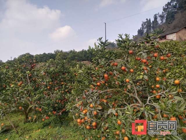 成熟的柑橘林.jpg