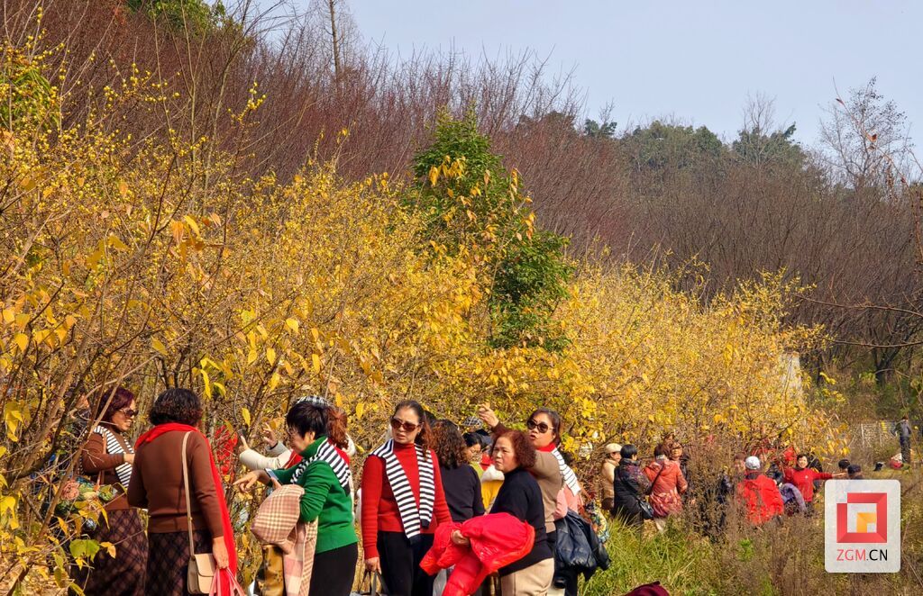 市民在盐都植物园观赏腊梅花记者 罗祥瑞摄.jpg