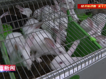 自贡新闻｜自流井区：小肉兔“蹦”出富民大产业