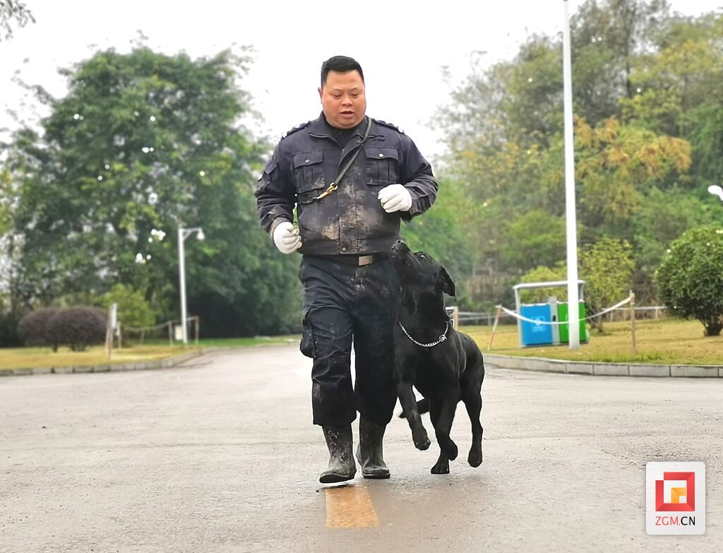 圖：陳利日常訓(xùn)犬
