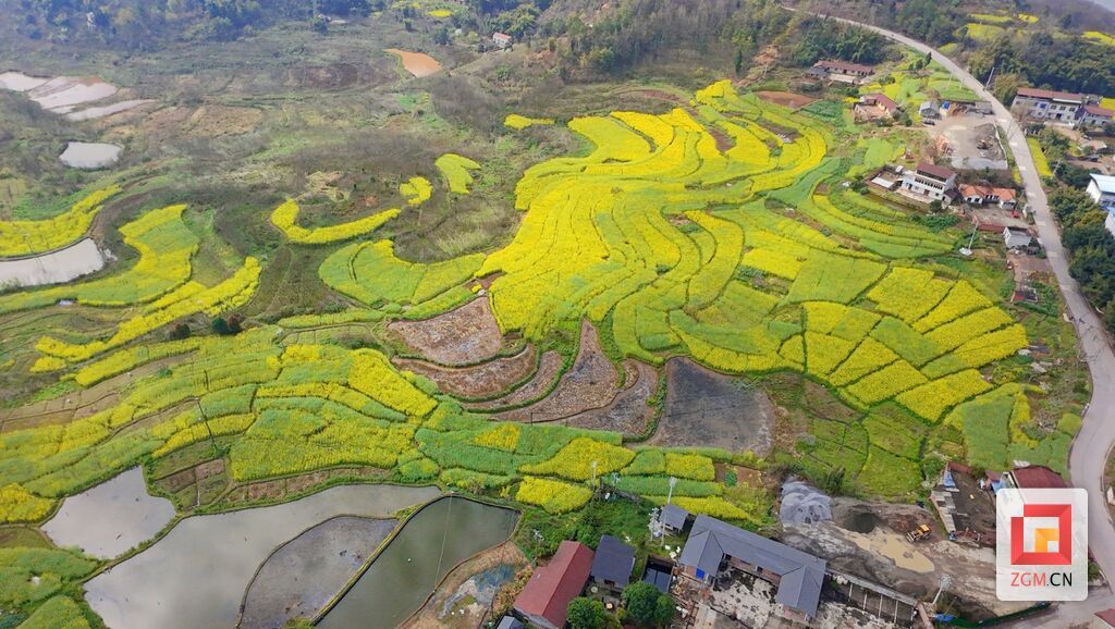 富顺县永年镇菜田村油菜花盛开 记者 罗祥瑞 摄.jpg