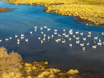 宠鸟，我们是认真的——鸟类见证凉山高原湿地之变