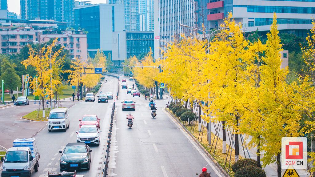 金黄的叶片为城市街道勾勒出一条条浪漫的“金色走廊” 拷贝.jpg