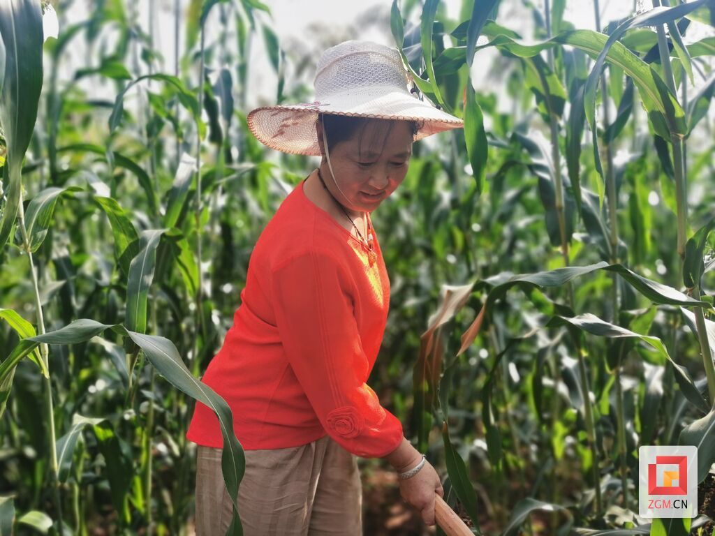 大豆套种.jpg