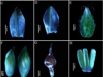 中国热科院新发现3个热带植物新物种