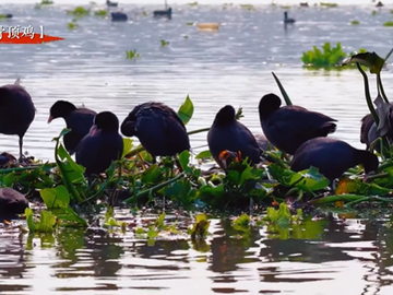 微视频丨候鸟北归，广汉“冬日限定景色”落幕