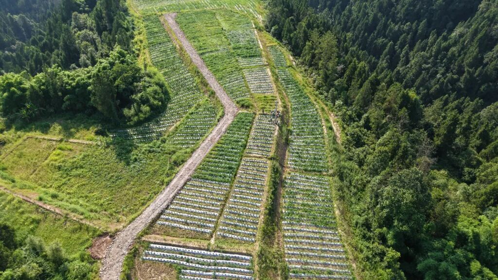 俯瞰佛楼镇三官寨村辣椒种植基地.JPG