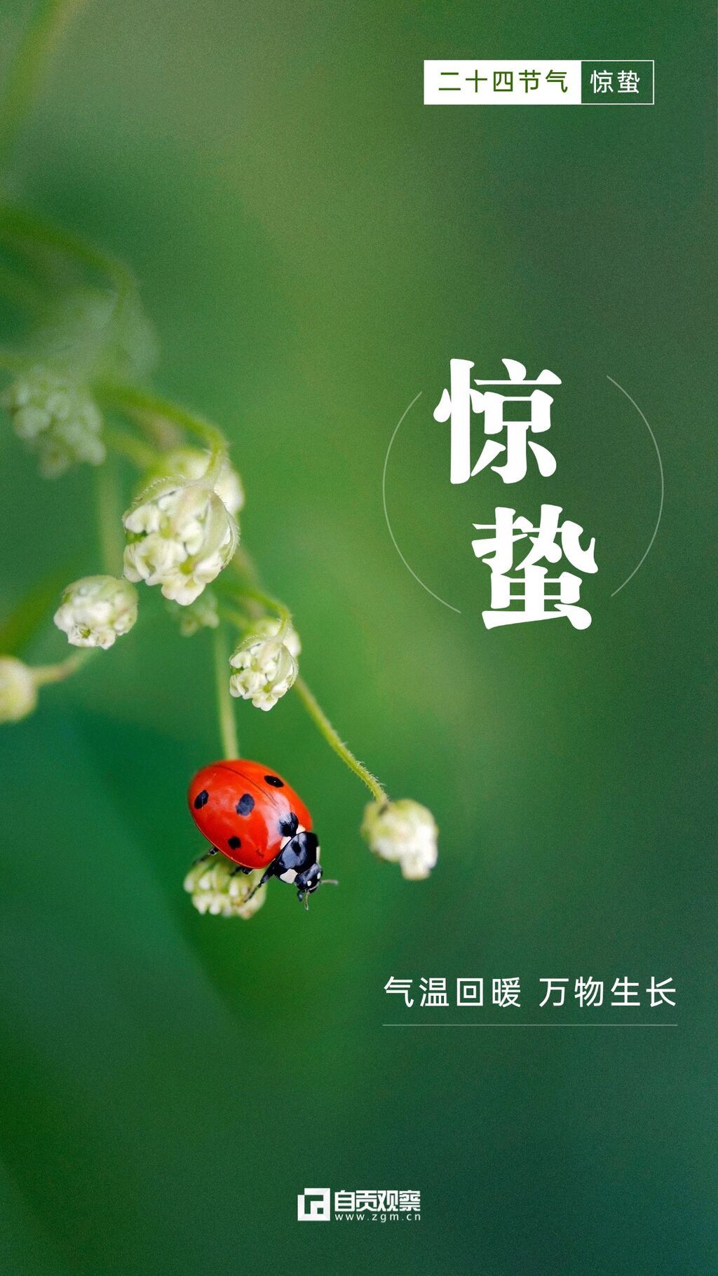 驚蟄節(jié)氣祝福手機海報 (3).jpg