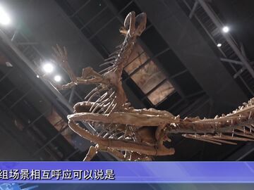 自贡新闻｜重磅珍品惊艳登场 自贡恐龙博物馆焕新重启