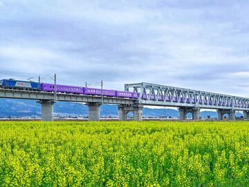 C视频｜新成昆线：动车穿花海 春运春意浓