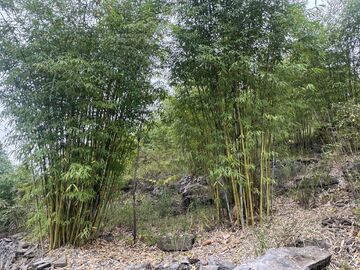 石头山上长出“绿色水库”，永宁河畔的石漠化治理之变