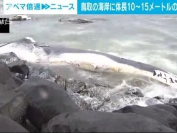 日本海岸漂浮大型鲸鱼尸体 长度达10至15米