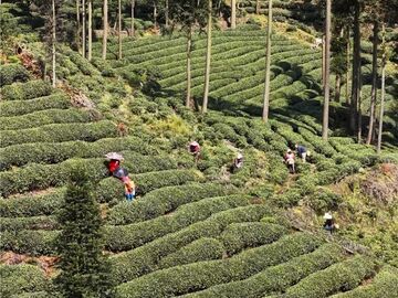 雅安芦山│马年，喝上一杯马牛山茶！