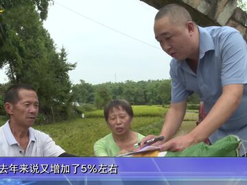 自贡新闻｜稻浪飘香 谷满田畴 自贡125万亩水稻引来丰收季