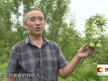 直播盐都｜永年镇：培育新型农业经营主体 万亩特色水果铺就增收致富路
