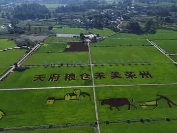 荣县赖河坝粮油园区：加强田间管理 努力夺取粮食高产