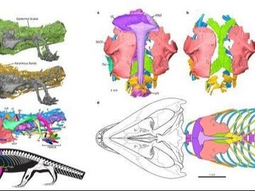 中外科学家解码化石：约3亿年前爬行动物会“肋式呼吸”