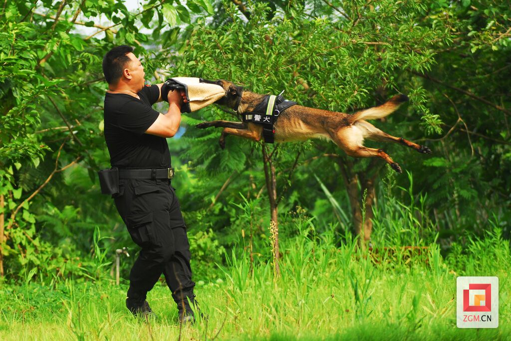 圖：陳利在訓(xùn)練警犬捕咬