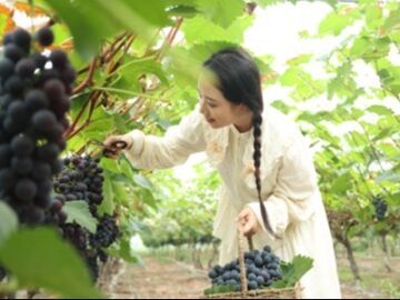我的乡村超安逸丨一颗葡萄 让夹江县新生村“甜”出圈