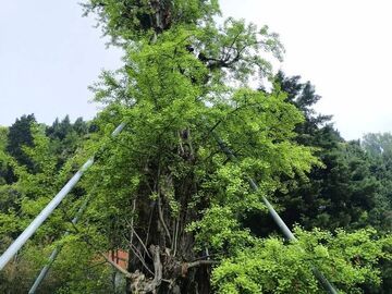 “刮骨疗伤”后，成都1700余岁古银杏绿叶挂满枝头