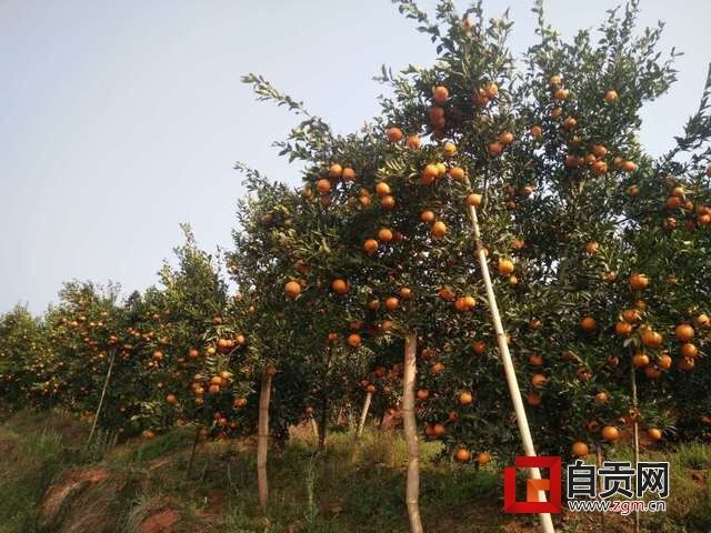 成熟的柑橘.jpg