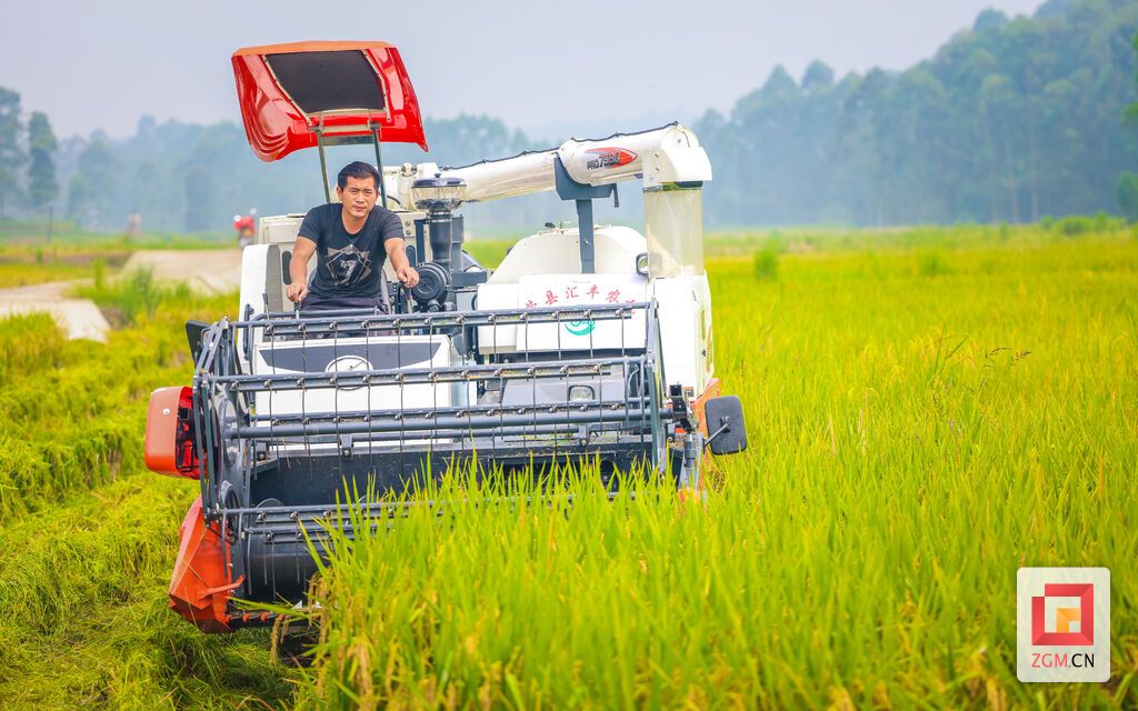 9月13日，荣县观山镇板桥村9组。金色的稻田里，农机手正驾驶着收割机来回穿梭。
