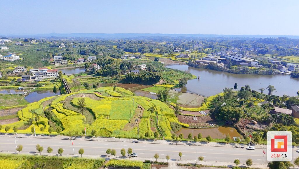 富顺县板桥镇王湾村油菜花盛开 记者罗祥瑞 摄.jpg