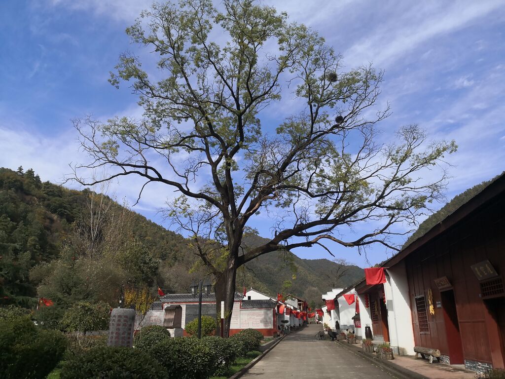 ▲两当太阳寺大槐树