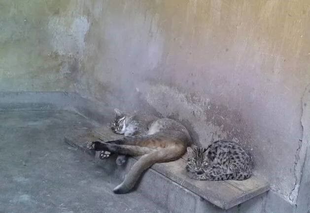 資料圖：自貢動(dòng)物園內(nèi)合籠飼養(yǎng)的灰色型金貓與豹貓