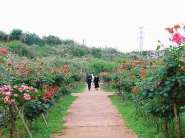 【多彩贡井】出片率100%！贡井五彩荷园进入颜值巅峰期，随手一拍都是大片