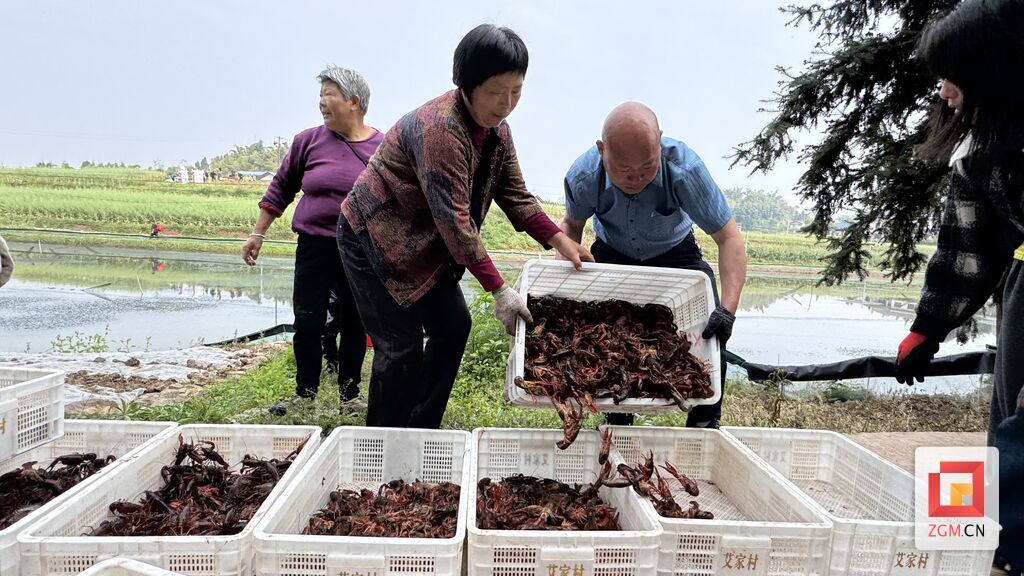 图为：张跃平（右一）与群众装箱小龙虾.jpg