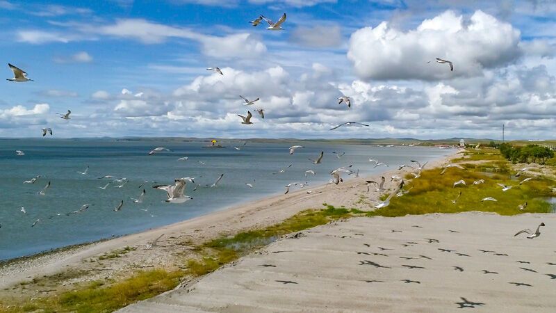 这是2019年8月28日拍摄的呼伦湖畔的水鸟（无人机照片）。新华社记者 沈伯韩 摄